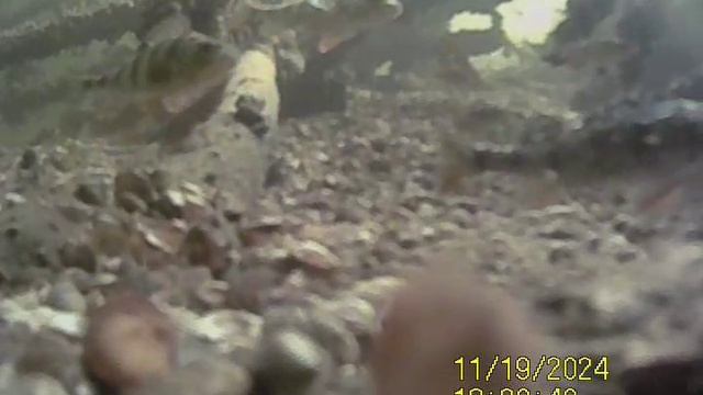 1000033079.mp4Волга гл.5м.19 11.2024г.