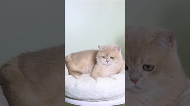 Британский котик в окрасе лиловая золотая шиншилла