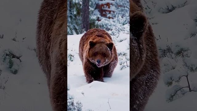 Канадские медведи гризли