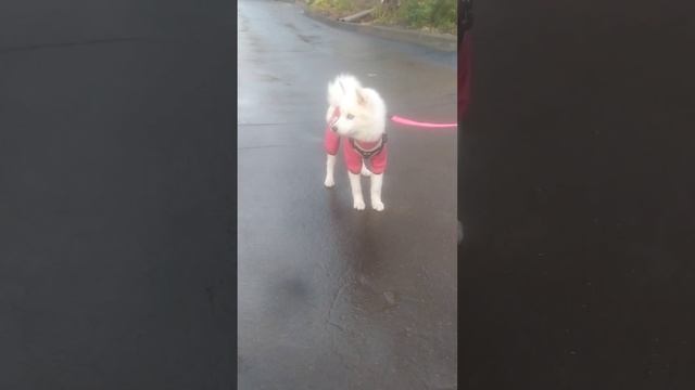 снежок ищет снежок