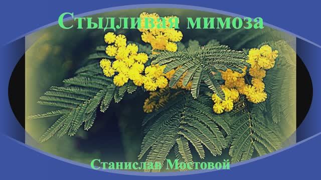 Стыдливая мимоза
