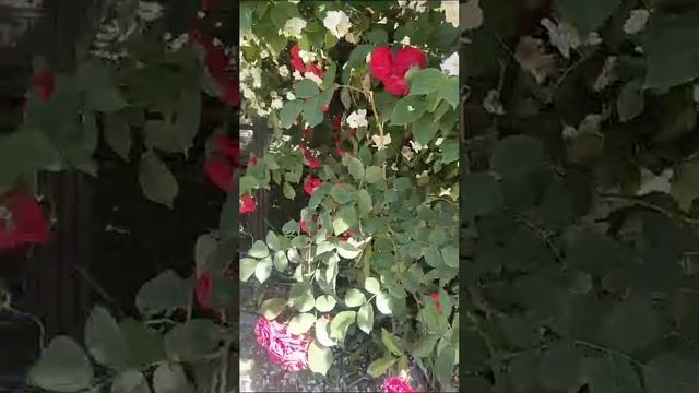 Соседский куст Жасмина