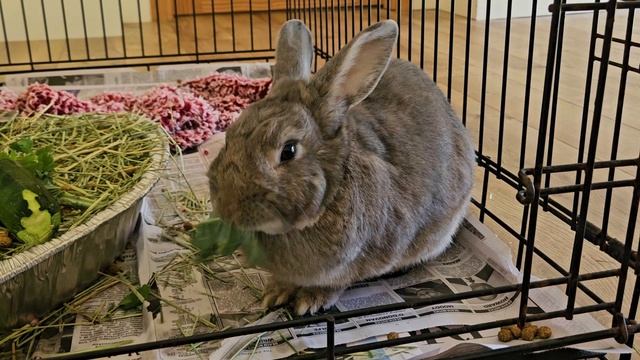 Ambient - кролик 5