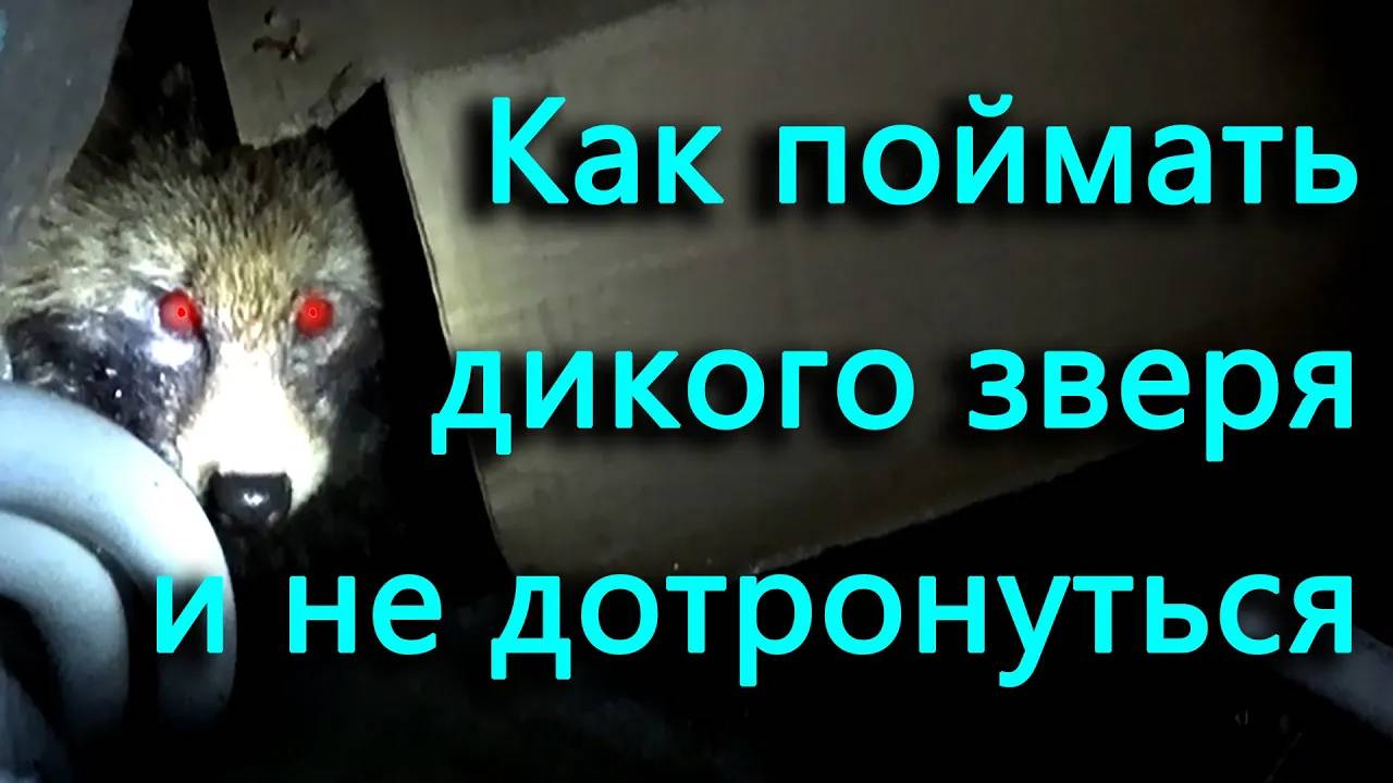 Енот (енотовидная собака) пришел к дому. Ловим его, но не трогаем. Кусила ли собака?