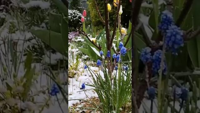 Майский снег. Дмитрий Шлапак