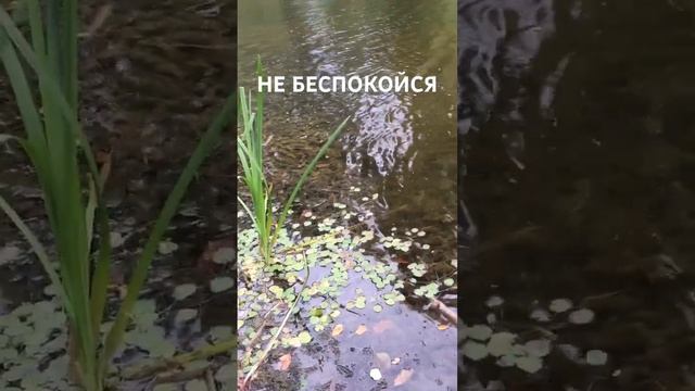 Не беспокойся! Слава Богу за всё!..☀️