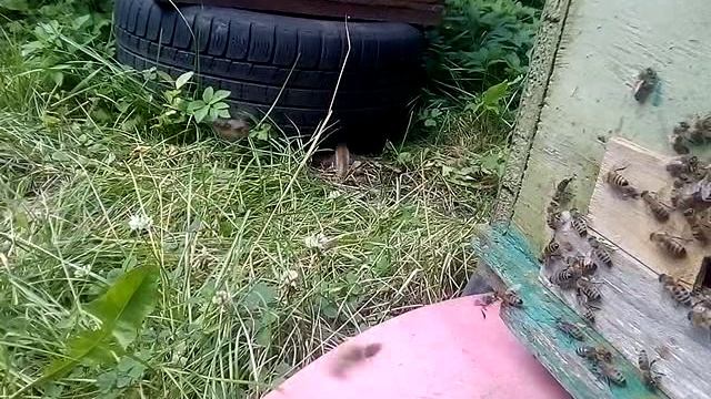 вылет матки_160719