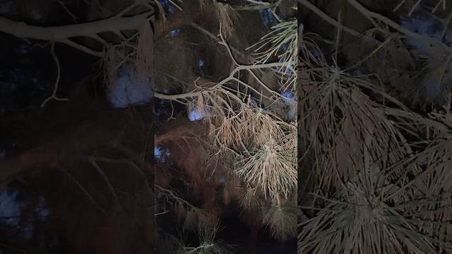 Собаки загнали котенка на дерево