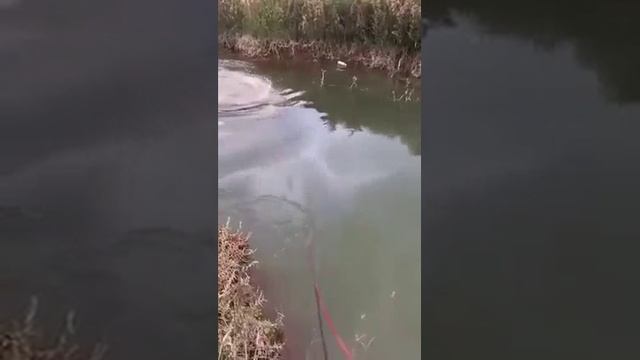The buffalo dives