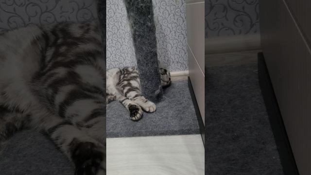 Режим тюленя