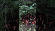 Красота! 🍄