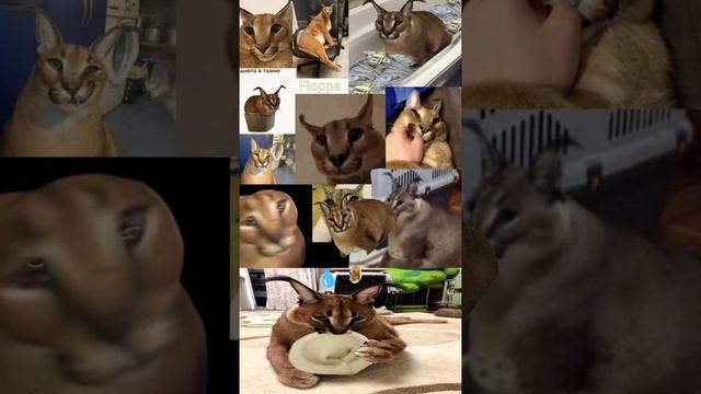 Теперь я шлёпа :_)