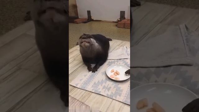 Выдры едят креветки 😊
