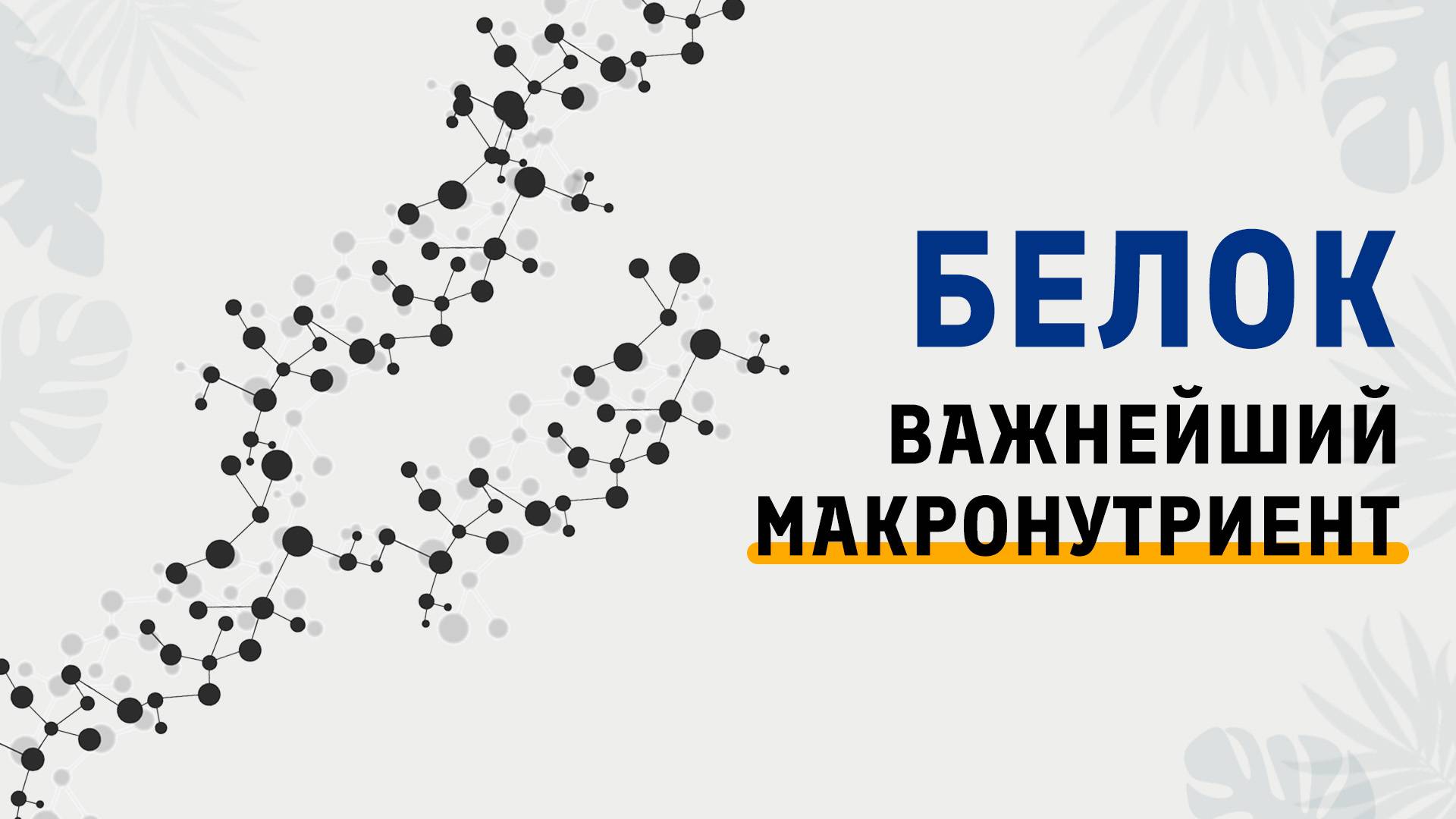 Школа _ Белок важнейший макронутриент