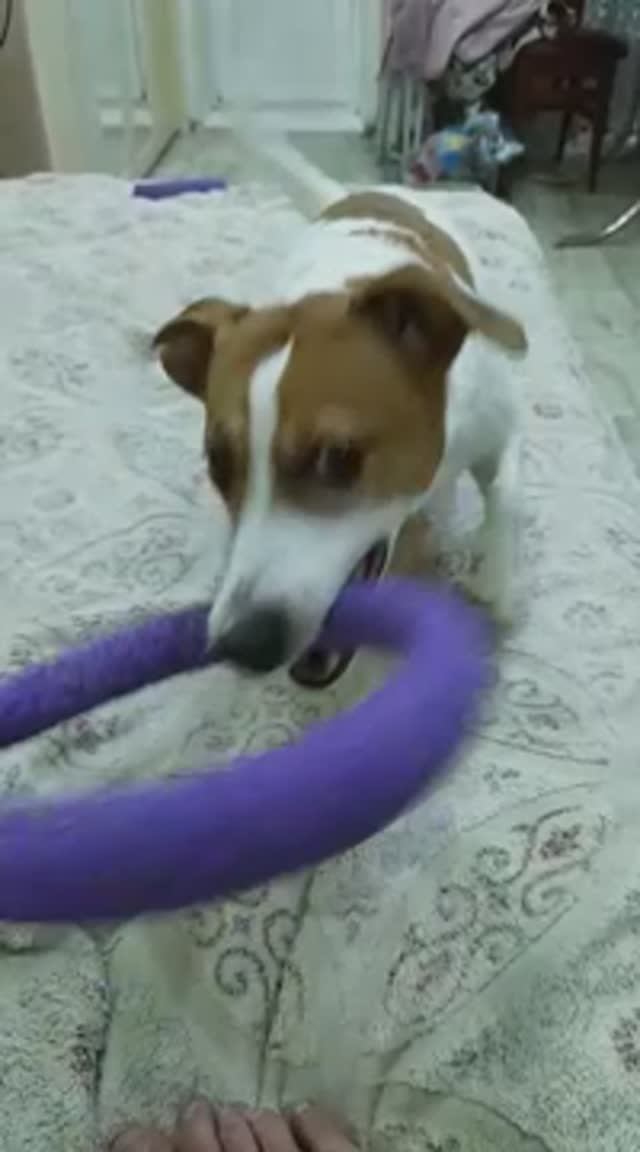 Собака-играка🤣