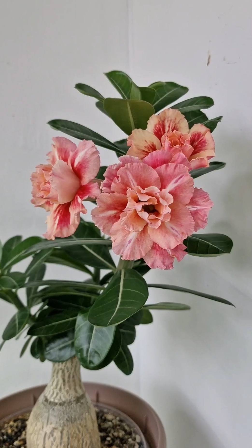 🌺AS-75🌺 адениум #адениум #adenium #хобби #цветы #flowers