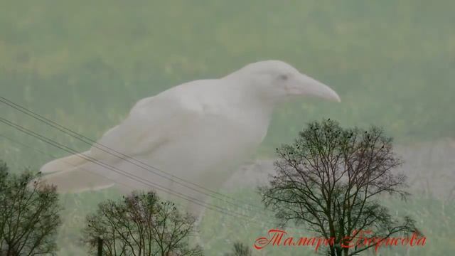 Белая ворона. Любовь Васенина.