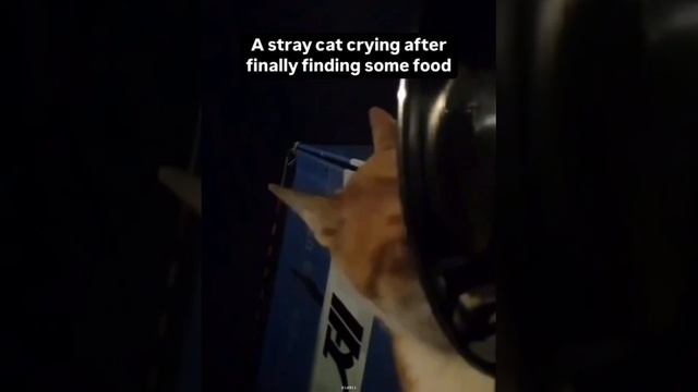 видео с уличным котом, который заплакал, когда поел впервые за долгое время.