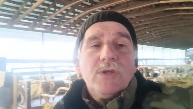 Недешевое мясное животноводство