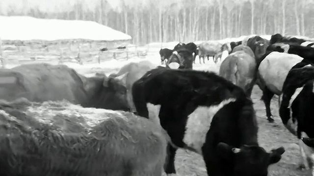 1977 год. Ханты-Мансийский округ. Подсобное хозяйство нефтяников