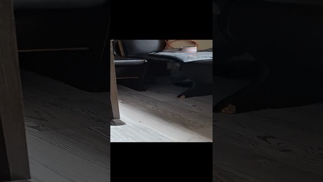 мои инь и янь