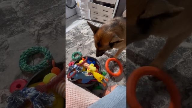 Судя по поведению : ЗДОРОВ !😁😂😍
Собрал всю корзину игрушек !🥰