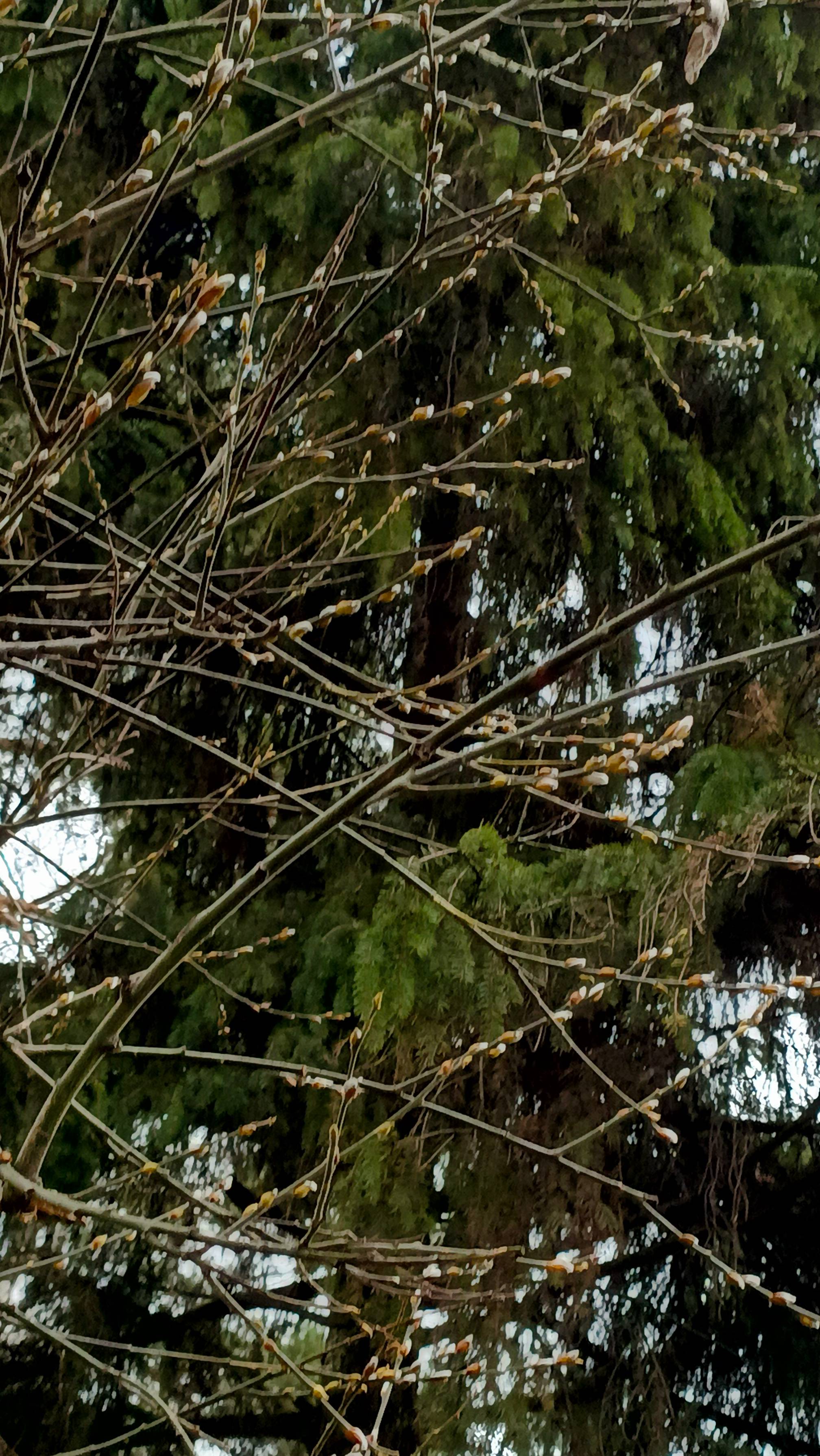 Верба в ноябре . Мир прекрасен - посмотри !