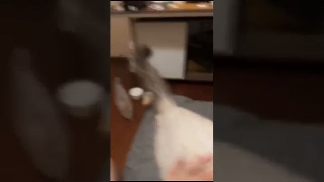 Cat Fails