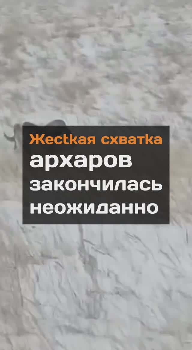 Жectkaя cxвaтka архаров закончилась неожиданно