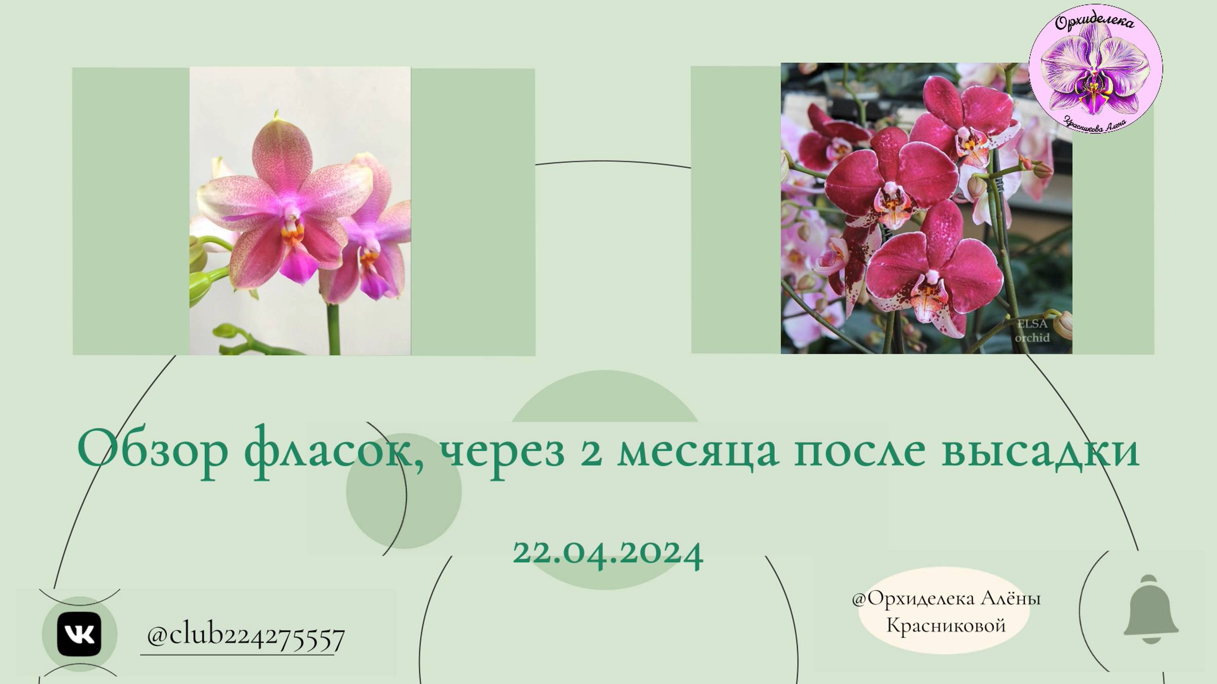 Фласка Liodoro и Thermion. Часть 4 - "Обзор фласят через 2 месяца после посадки", 22.04.2024