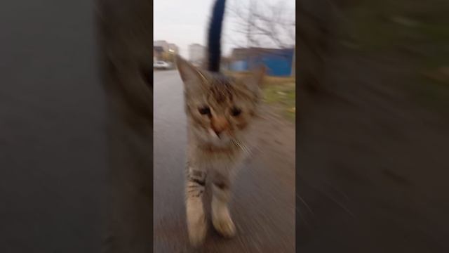 Грациозная походка!🙂