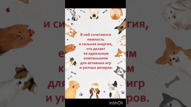 Жизнерадостная искристая звёздочка Мия в поисках дома! ❤