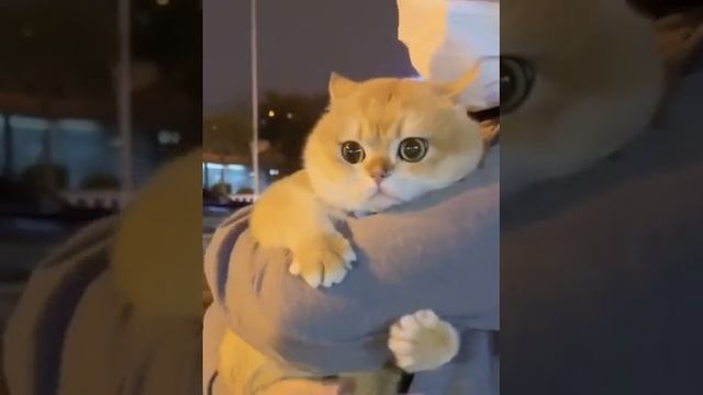 Мы в ВК https://vk.com/life_of_cats