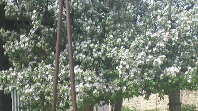 цветы на дереве