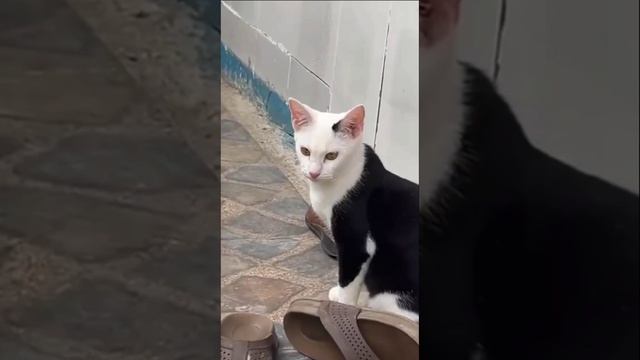 Кто, кто... Коть в пальто!