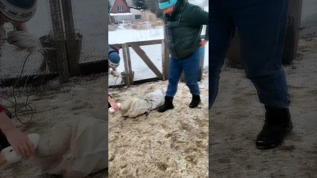 2 гусочки и один гусак в обмен на барана 🐐🦆🦆