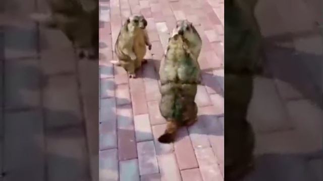 1000085465.mp4