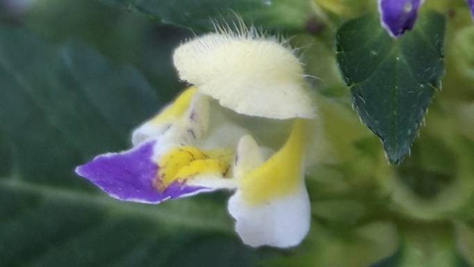 194. Пикульник красивый - Galeopsis speciosa