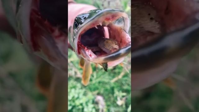 щучка активизировалась)) #fishing #рыбалка #щука #щуканажерлицу #щуканавоблер #щуканаживца  #щучка