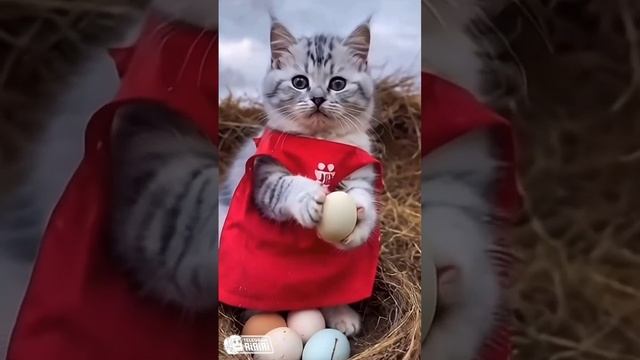 Котик