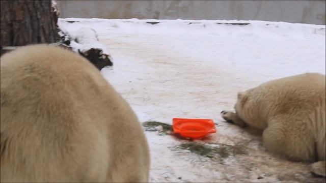 После завтрака на свежем воздухе Стрелка отдыхает, а Белка занимается марафоном 18.11.2024