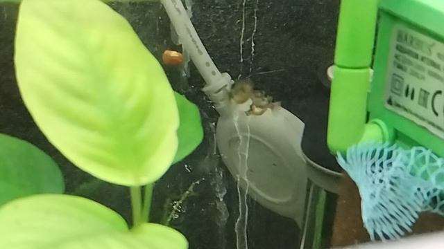 Тетрадон карликовый