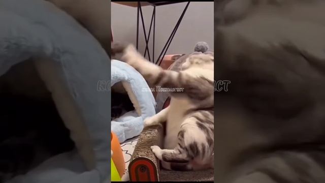 Кошки не только мурлыкают r/ #love #котики #приколы #cat #cats #Psychologist