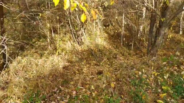 Стихи, как опавшие листья 🌿🍁... Авторские стихи Нины Зорихиной.