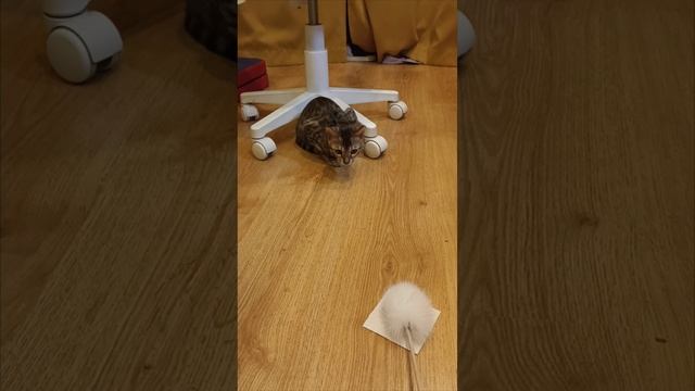 Кот_Макс🐱