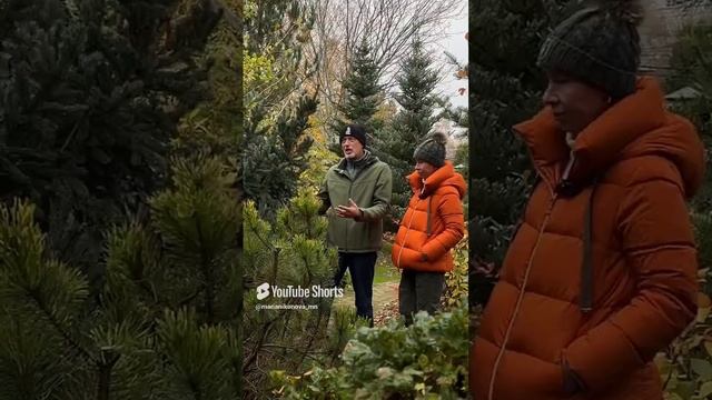 Зачем обрезать деревья? Обсуждаем с Андреем Дарусенковым