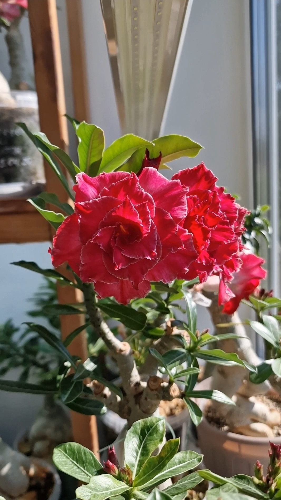 адениум Entrancing🥰 #адениум #adenium #цветы #сад #flower