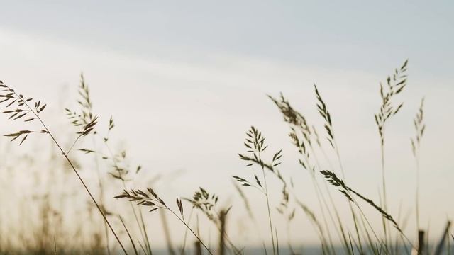 МЕДИТАЦИЯ | ОСЯЗАНИЕ | Органы Чувств | Возвращение СЕБЯ