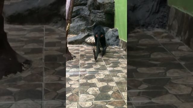 Черный мангобей