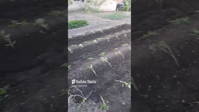 ВЫСАЖИВАЕМ РАССАДУ В ОТКРЫТЫЙ ГРУНТ!!!Shorts